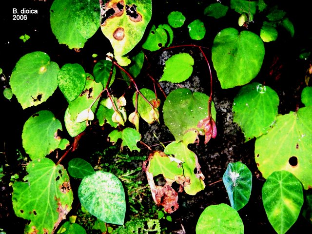 B. dioica